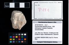 Foto (Objekt + Etikett) von Goniodromites bidentatus (Reuss, 1858)  (NHMW-GEO-2014-0194-0181)